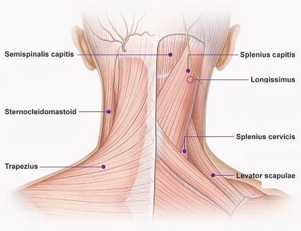 neck