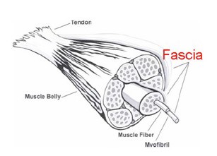 Fascia-Tissue